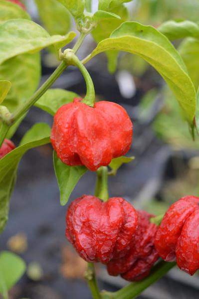 Chili "Trinidad Scorpion" (Pflanze)